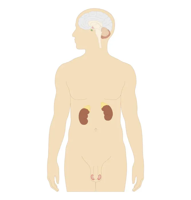 Framed Print : Cross section biomedical illustration of man endocrine system