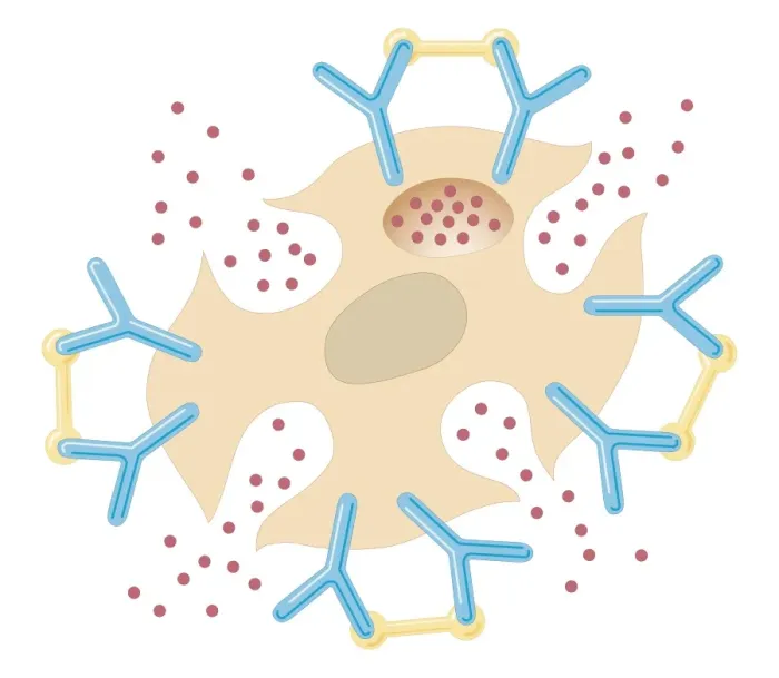 Framed Print : Cross section biomedical illustration of mast cell releasing histamine due to reaction with allergens Framed Print : Cross section biomedical illustration of mast cell releasing histamine due to reaction with allergens