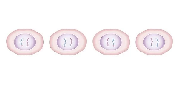 Cross section biomedical illustration of meiosis with two cells dividing to produce four, each with half the genetic material