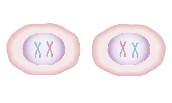 Cross section biomedical illustration of meiosis where cell divides to produce two new cells, each having a full set of 23 duplicated chromosomes from the original cell