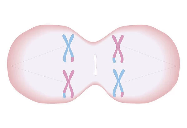 Cross section biomedical illustration of meiosis where each duplicated chromosome has a mixture of genetic material and threads forming in cell to pull apart the pairs of chromosomes