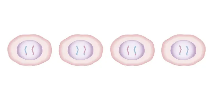Framed Print : Cross section biomedical illustration of meiosis with two cells dividing to produce four, each with half the genetic material Framed Print : Cross section biomedical illustration of meiosis with two cells dividing to produce four, each with half the genetic material