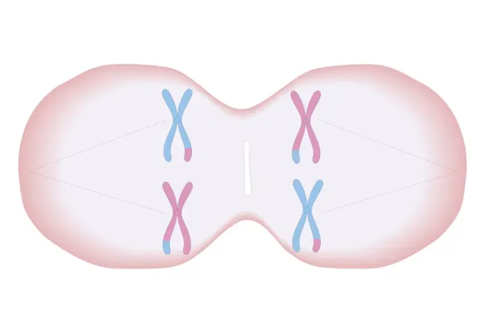 Framed Print : Cross section biomedical illustration of meiosis where each duplicated chromosome has a mixture of genetic material and threads forming in cell to pull apart the pairs of chromosomes Framed Print : Cross section biomedical illustration of meiosis where each duplicated chromosome has a mixture of genetic material and threads forming in cell to pull apart the pairs of chromosomes