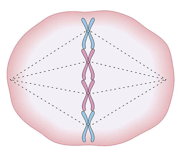 Cross section biomedical illustration of mitosis where the nucleus breaks down and threads form across cell with chromosomes lining up on these threads