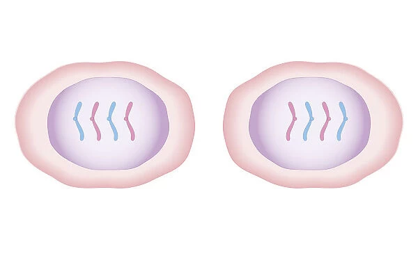 Cross section biomedical illustration of mitosis with new cells form, each having a central nucleus containing identical set of chromosomes