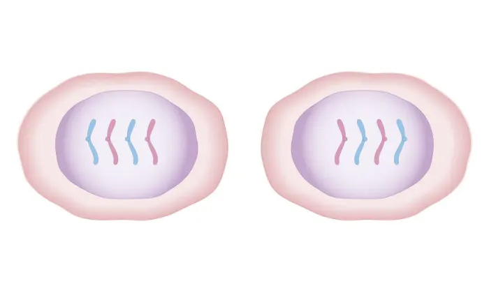Framed Print : Cross section biomedical illustration of mitosis with new cells form, each having a central nucleus containing identical set of chromosomes