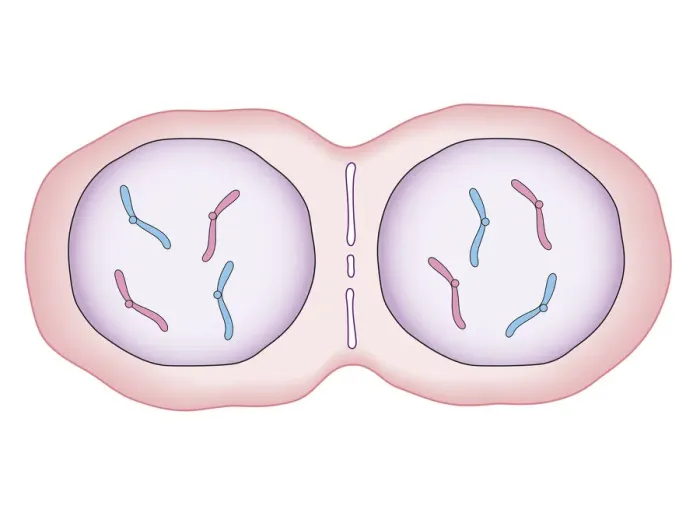 Framed Print : Cross section biomedical illustration of mitosis where nucleus membrane form around each set of chromosomes and the cell begins to divide in two Framed Print : Cross section biomedical illustration of mitosis where nucleus membrane form around each set of chromosomes and the cell begins to divide in two