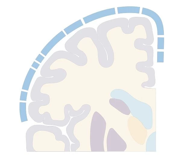 Cross section biomedical illustration of motor cortex topography of human brain