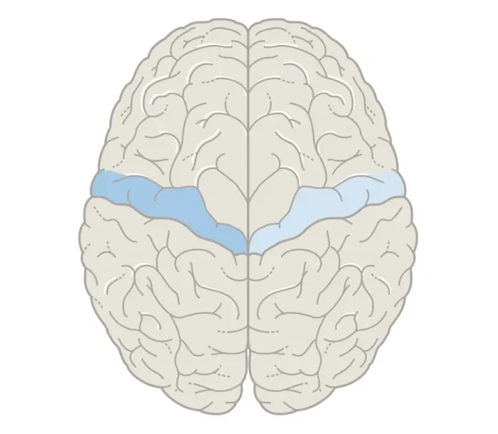 Framed Print : Cross section biomedical illustration of motor map of the brain Framed Print : Cross section biomedical illustration of motor map of the brain