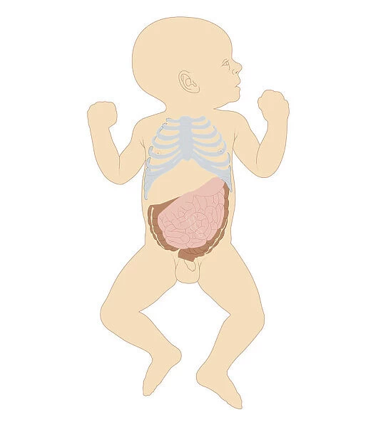 Cross section biomedical illustration of newborn baby boy showing rib cage and intestines