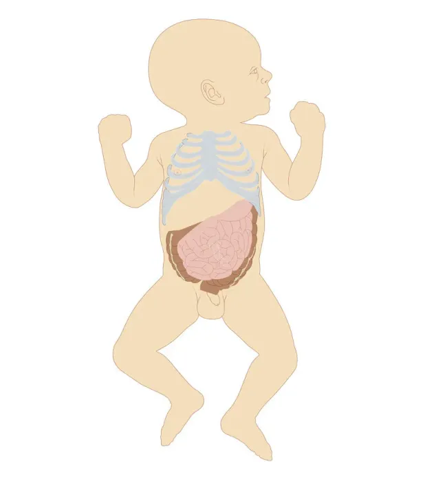 Framed Print : Cross section biomedical illustration of newborn baby boy showing rib cage and intestines Framed Print : Cross section biomedical illustration of newborn baby boy showing rib cage and intestines
