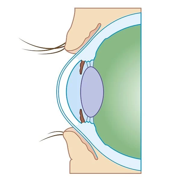 Cross section biomedical illustration of normal eye