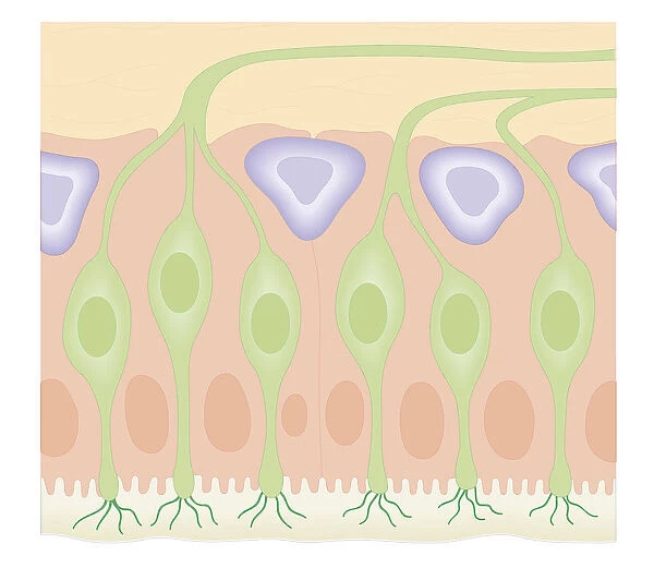 Cross section biomedical illustration of olfactory receptors in nasal cavity
