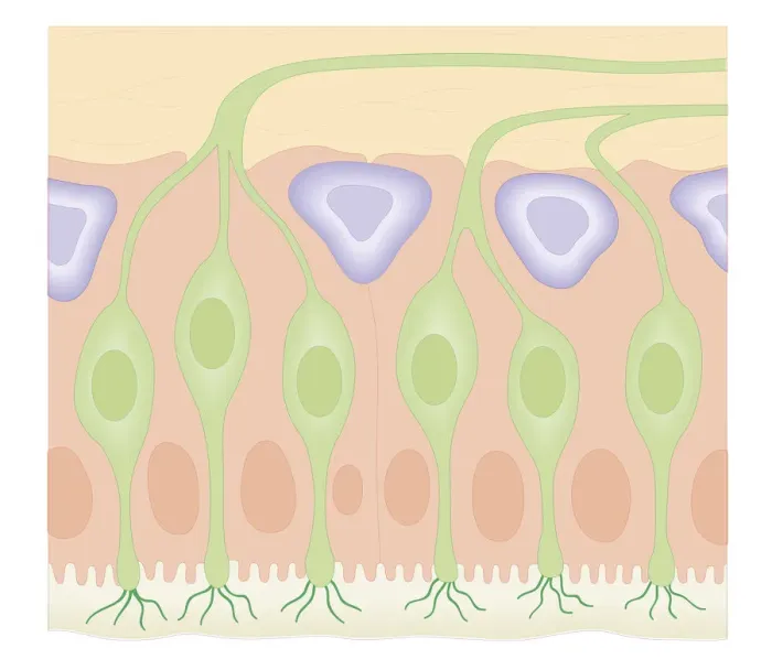 Framed Print : Cross section biomedical illustration of olfactory receptors in nasal cavity Framed Print : Cross section biomedical illustration of olfactory receptors in nasal cavity