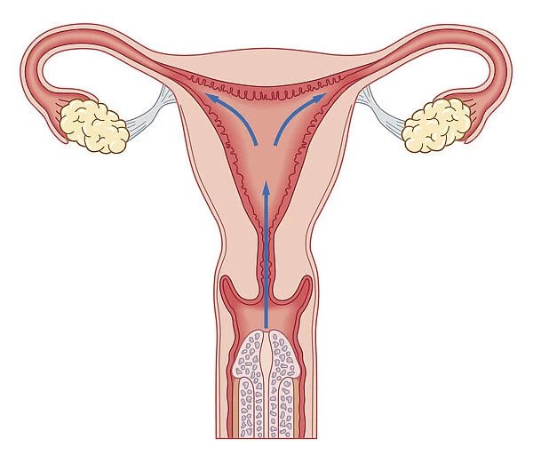 Cross section biomedical illustration of penis inside vagina during sexual intercourse showing direction sperm will travel