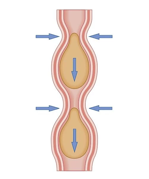 Cross section biomedical illustration of peristaltic wave