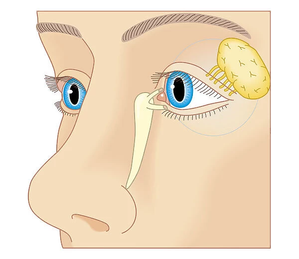 Cross section biomedical illustration of position of lacrimal duct and lacrimal gland