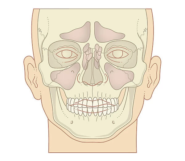 Cross section biomedical illustration of position of sinuses, front view