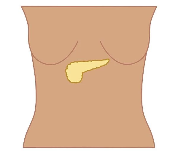 Cross section biomedical illustration of position of pancreas in woman