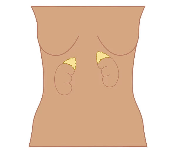 Cross section biomedical illustration of position of adrenal glands in woman