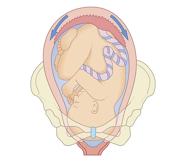 Cross section biomedical illustration of position foetus in pelvis at first stage of labour