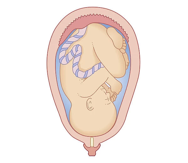 Cross section biomedical illustration of position foetus at first stage of labour