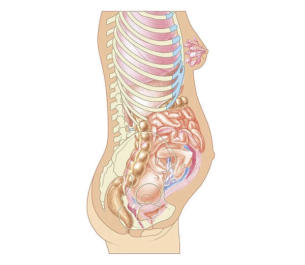 Cross section biomedical illustration of position of foetus at 24 weeks