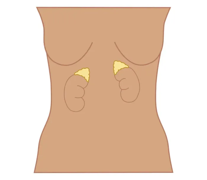 Framed Print : Cross section biomedical illustration of position of adrenal glands in woman Framed Print : Cross section biomedical illustration of position of adrenal glands in woman