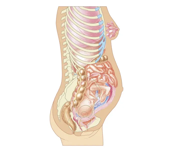 Framed Print : Cross section biomedical illustration of position of foetus at 24 weeks Framed Print : Cross section biomedical illustration of position of foetus at 24 weeks