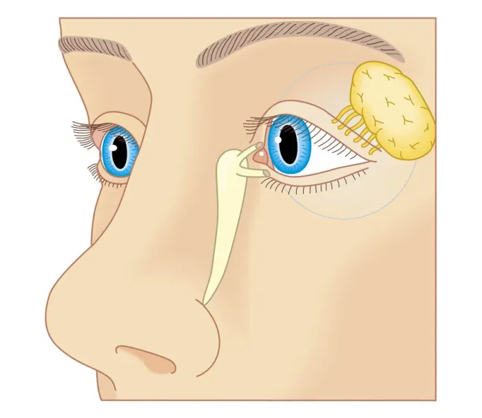 Framed Print : Cross section biomedical illustration of position of lacrimal duct and lacrimal gland Framed Print : Cross section biomedical illustration of position of lacrimal duct and lacrimal gland