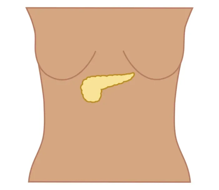 Framed Print : Cross section biomedical illustration of position of pancreas in woman Framed Print : Cross section biomedical illustration of position of pancreas in woman