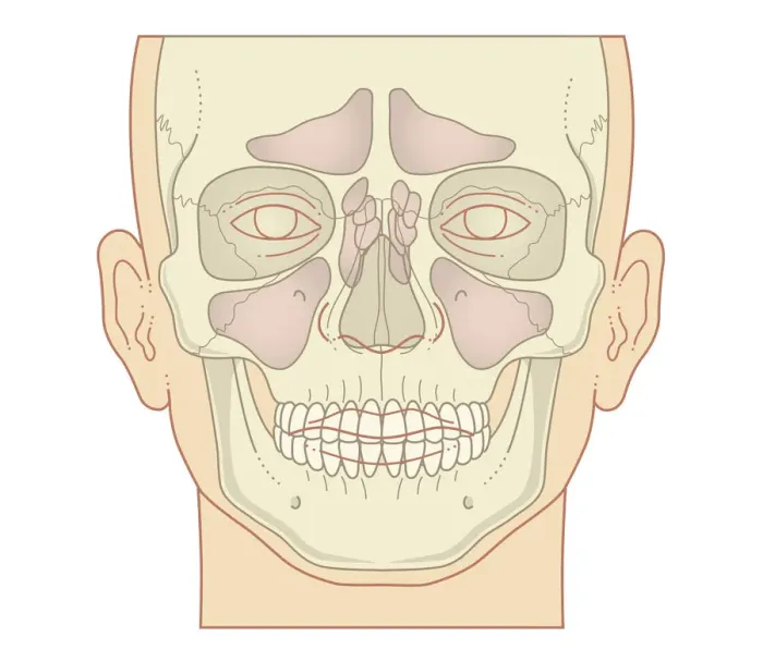 Framed Print : Cross section biomedical illustration of position of sinuses, front view Framed Print : Cross section biomedical illustration of position of sinuses, front view