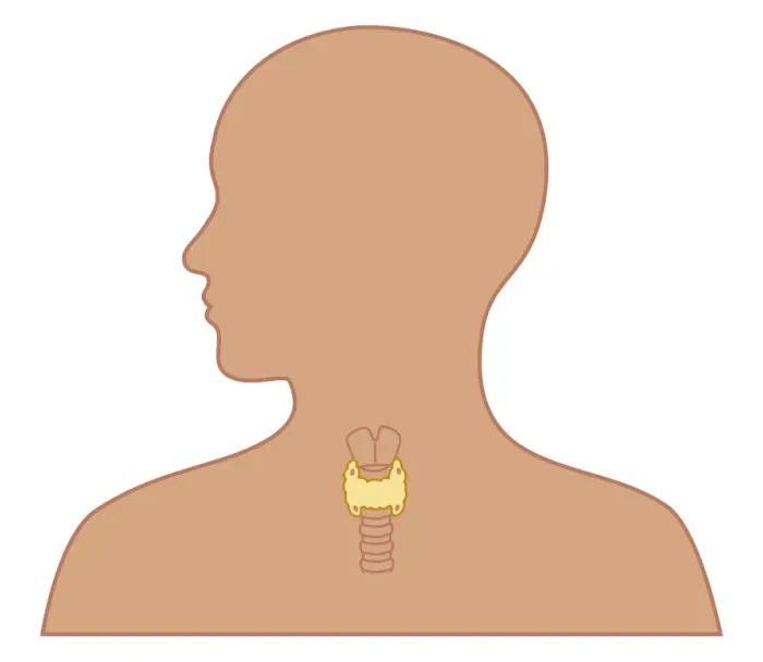 Framed Print : Cross section biomedical illustration of position of thyroid and parathyroid glands in person Framed Print : Cross section biomedical illustration of position of thyroid and parathyroid glands in person