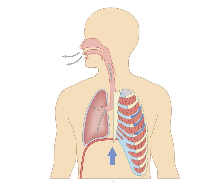 Framed Print : Cross section biomedical illustration of the process of exhaling breath