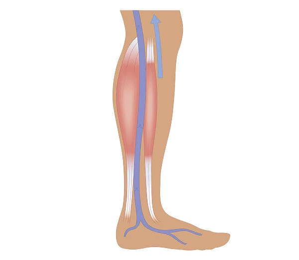 Cross section biomedical illustration of relaxed calf muscle and femoral artery in human leg