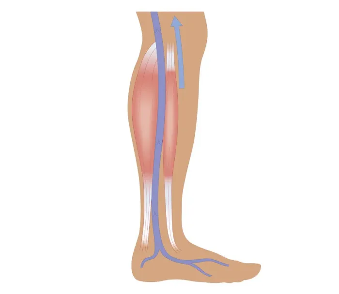 Framed Print : Cross section biomedical illustration of relaxed calf muscle and femoral artery in human leg Framed Print : Cross section biomedical illustration of relaxed calf muscle and femoral artery in human leg