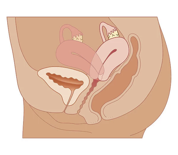 Cross section biomedical illustration of retroverted uterus