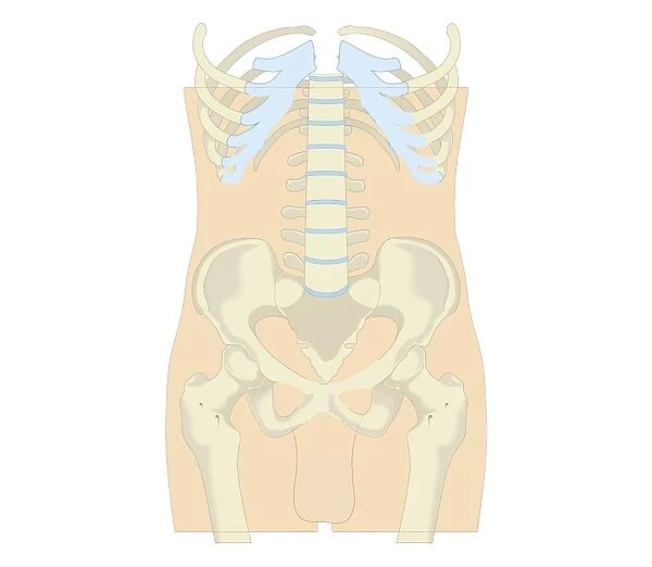 Cross section biomedical illustration of rib cage, spine and pelvis, and femur of adult male