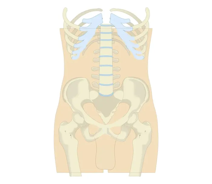 Framed Print : Cross section biomedical illustration of rib cage, spine and pelvis, and femur of adult male