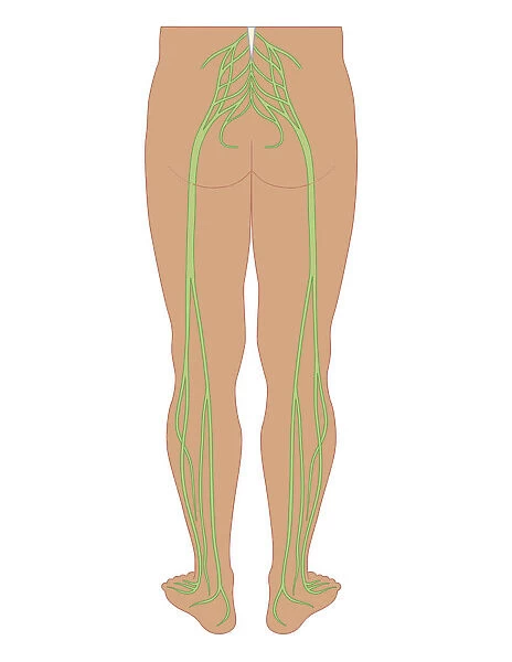 Cross section biomedical illustration of sciatic nerves beginning at the lower back, through buttocks down to lower limbs
