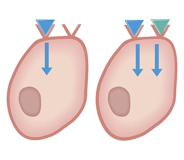 Cross section biomedical illustration of showing how agonist drugs act on receptors - before and after