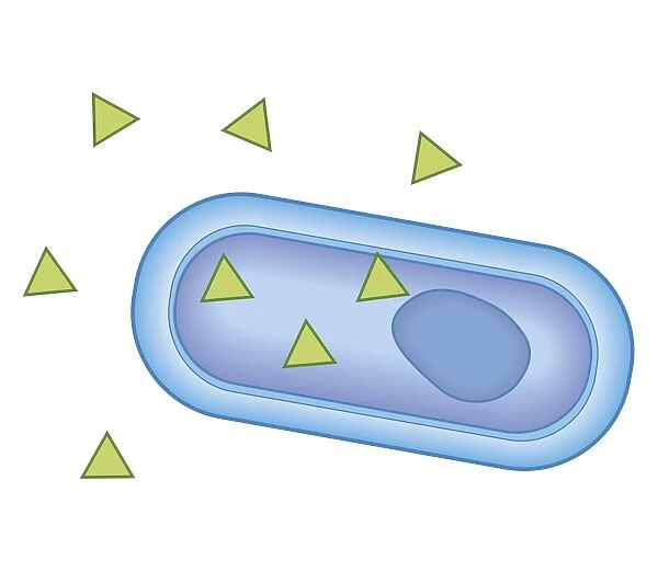 Cross section biomedical illustration of showing how penicillin enters the bacterium, beginning a process that will destroy it
