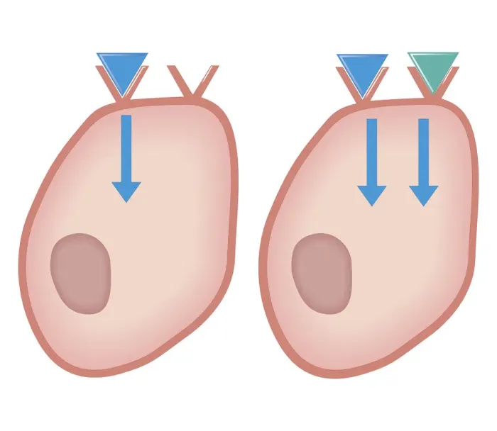 Framed Print : Cross section biomedical illustration of showing how agonist drugs act on receptors - before and after