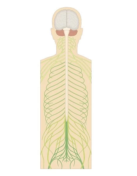 Cross section biomedical illustration of spinal nerves