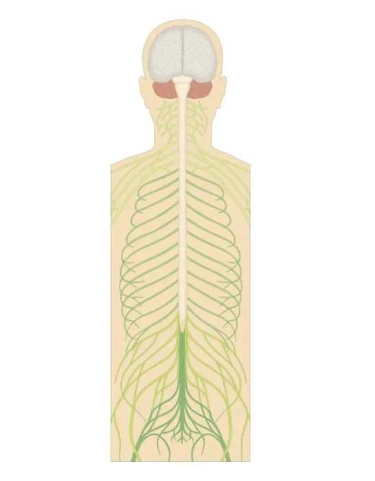 Framed Print : Cross section biomedical illustration of spinal nerves Framed Print : Cross section biomedical illustration of spinal nerves