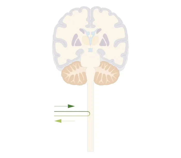 Framed Print : Cross section biomedical illustration of spinal reflex pathway of human brain Framed Print : Cross section biomedical illustration of spinal reflex pathway of human brain