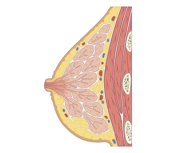 Cross section biomedical illustration of structure of human breast