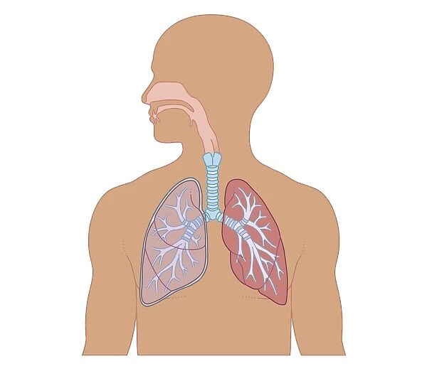 Cross section biomedical illustration of structure of human respiratory system in adult male