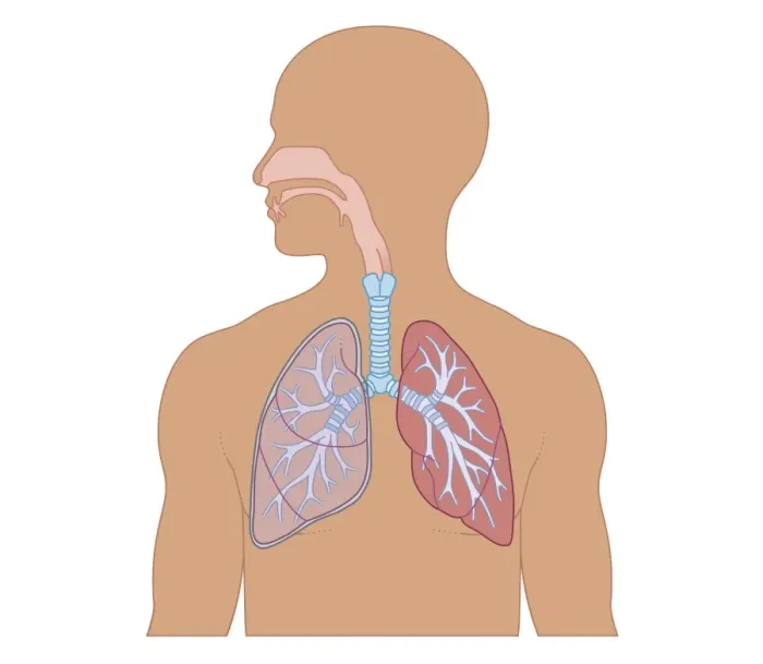Framed Print : Cross section biomedical illustration of structure of human respiratory system in adult male Framed Print : Cross section biomedical illustration of structure of human respiratory system in adult male