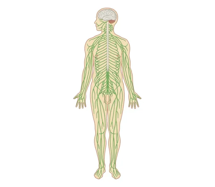 Framed Print : Cross section biomedical illustration of structure of the nervous system in adult male Framed Print : Cross section biomedical illustration of structure of the nervous system in adult male